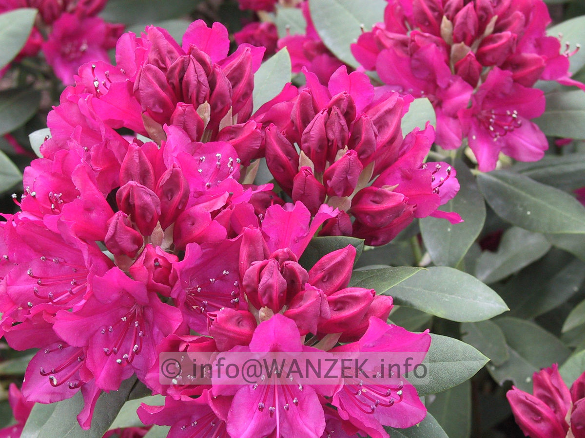 Rhododendron Van Der Hoop 02.JPG